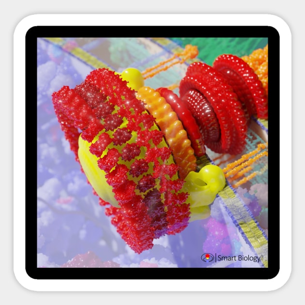 Flagellum Sticker by Smart Biology